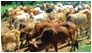 Livestock Development