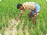 Agriculture