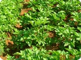 Agriculture