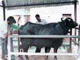 Dairy Dairy