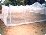 Chawki rearing in nylon nets. Tasar Cocoon pro- duction programme. Jharkhand Chawki rearing in nylon nets. Tasar Cocoon pro- duction programme. Jharkhand