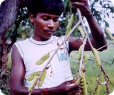Forest-based activities (Tasar sericulture, Lac cultivation, Siali Leaf Plate making and Farm Forestry) Forest-based activities (Tasar sericulture, Lac cultivation, Siali Leaf Plate making and Farm Forestry)