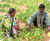 Land & Water related activities (Agriculture, Horticulture, Irrigation, Watershed Development) Land & Water related activities (Agriculture,Horticulture, Irrigation, Watershed Development)