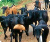 Livestock based livelihoods (Dairy, Goat rearing) Livestock based livelihoods (Dairy, Goat rearing)