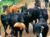 Livestock Livestock