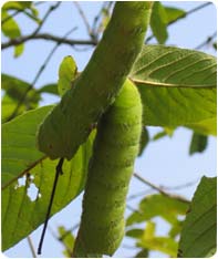 Tasar Cocoon Production 