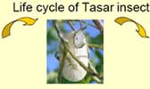 Tasar Presentation 