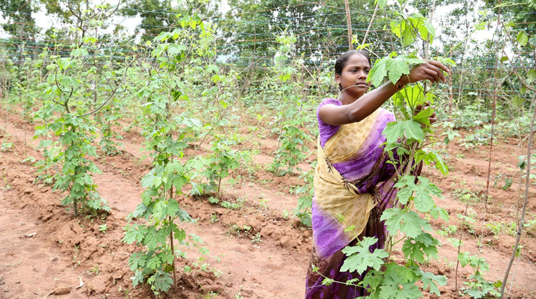 Agriculture-Interventions-with-the-Tribals-in-Bastar-Image2