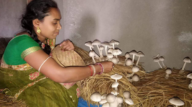 Mushroom-cultivation-in-Lanjigarh-