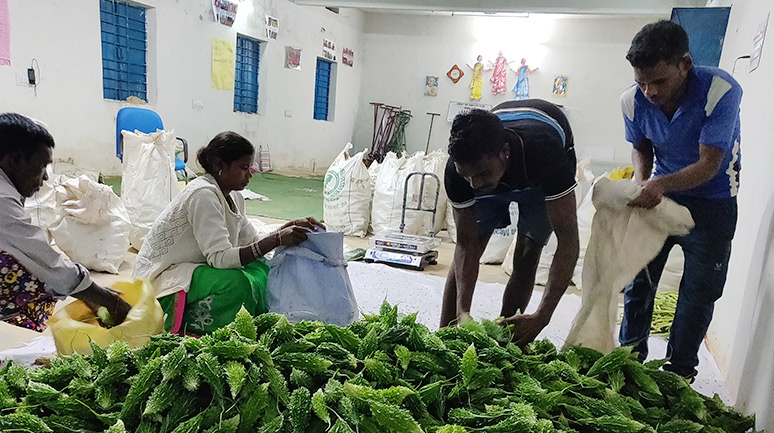 Packaging-of-vegetables-for-marketing-at-the-Alwa-Aggregation-Centre