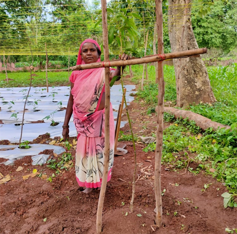 Purni-Manjhi,-Santoshi-Mata-SHG,-AlwaMango-orchard-layering-in-her-homestead