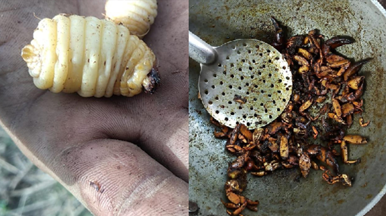 Indigenous-foods-weevil-larva-and-crab