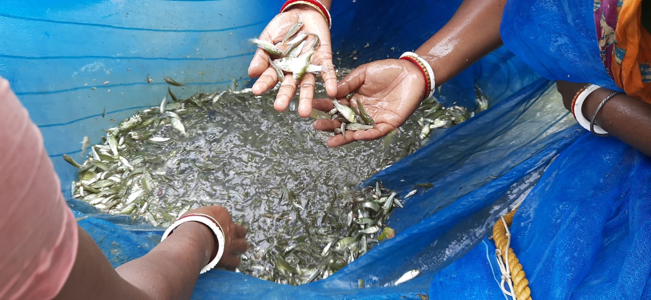 Women harvesting Fish fingerlings