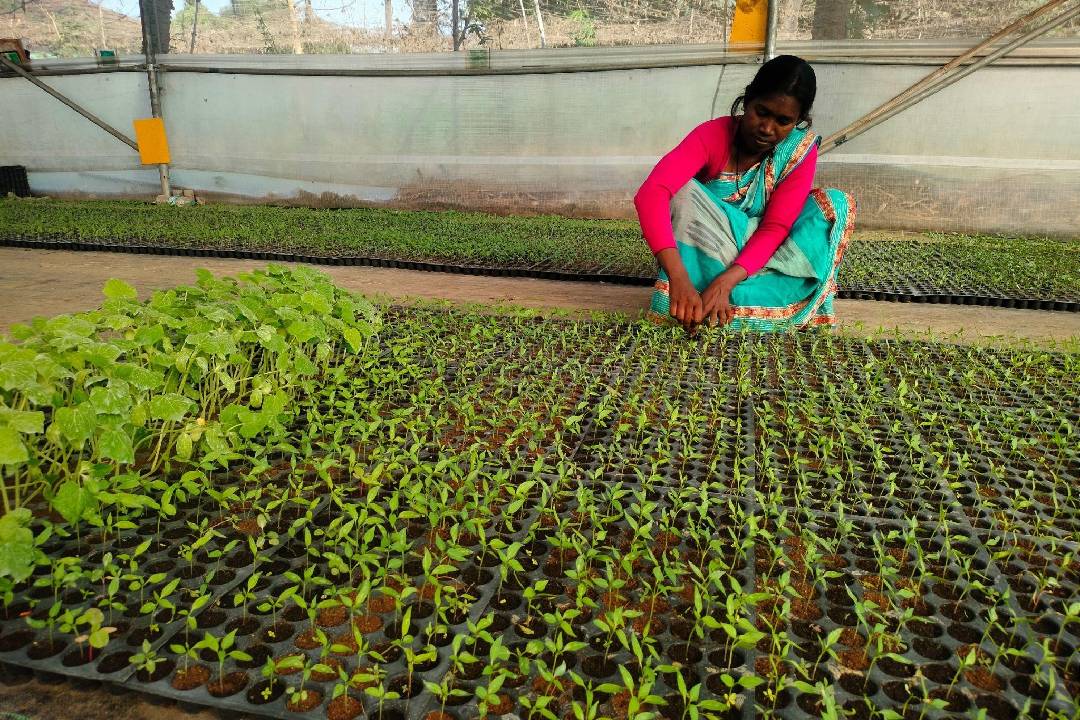 Shivani Kisku working on her polyhouse nursery