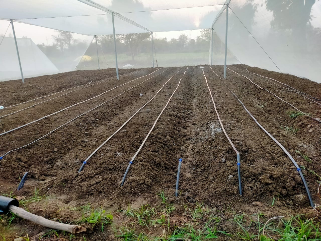 cultivation
