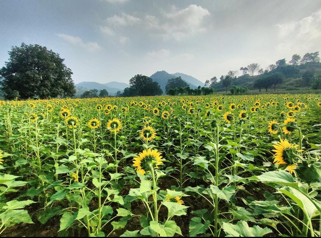 Sunflower-cultivation