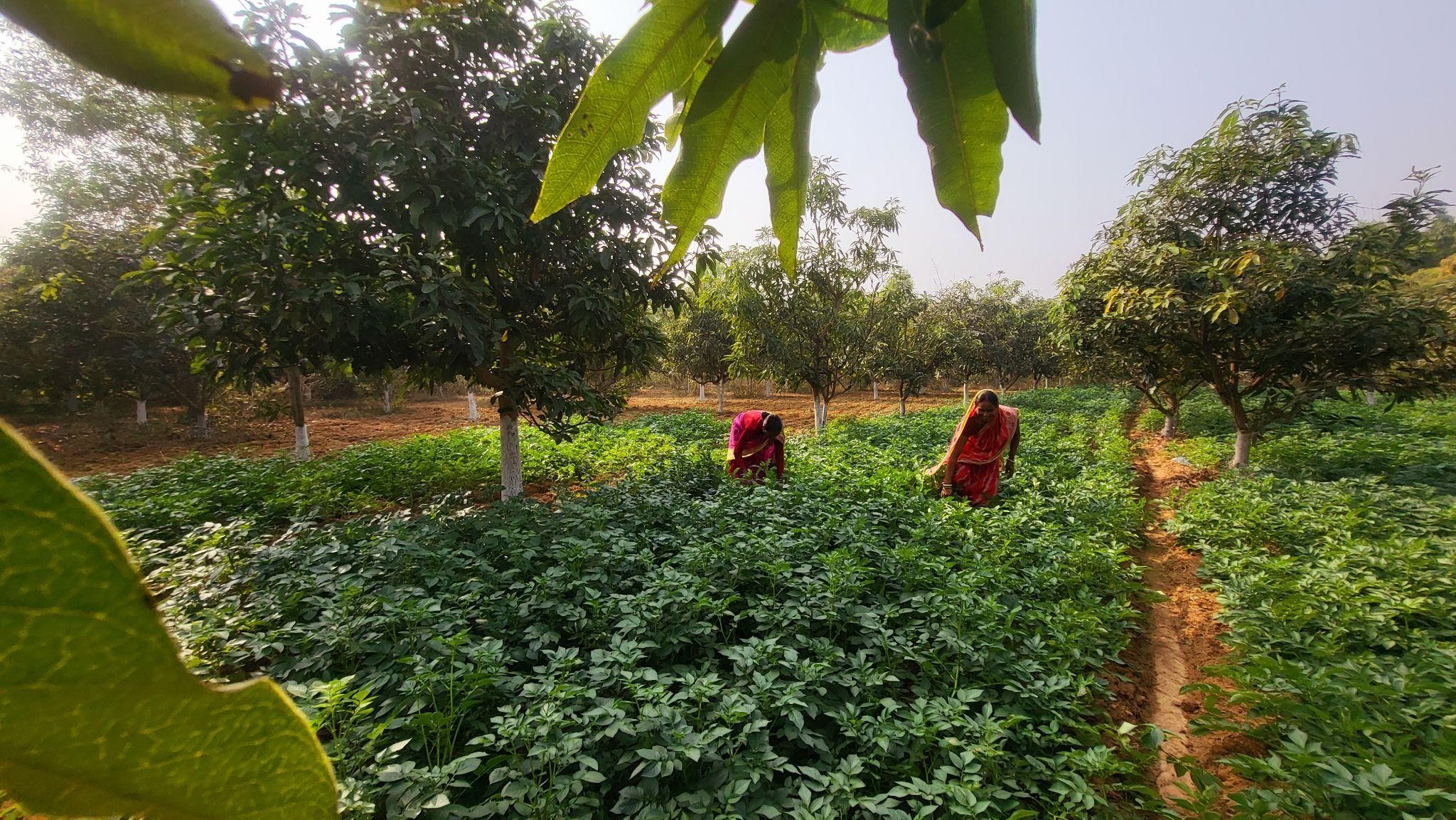 Intercropping-being-practised