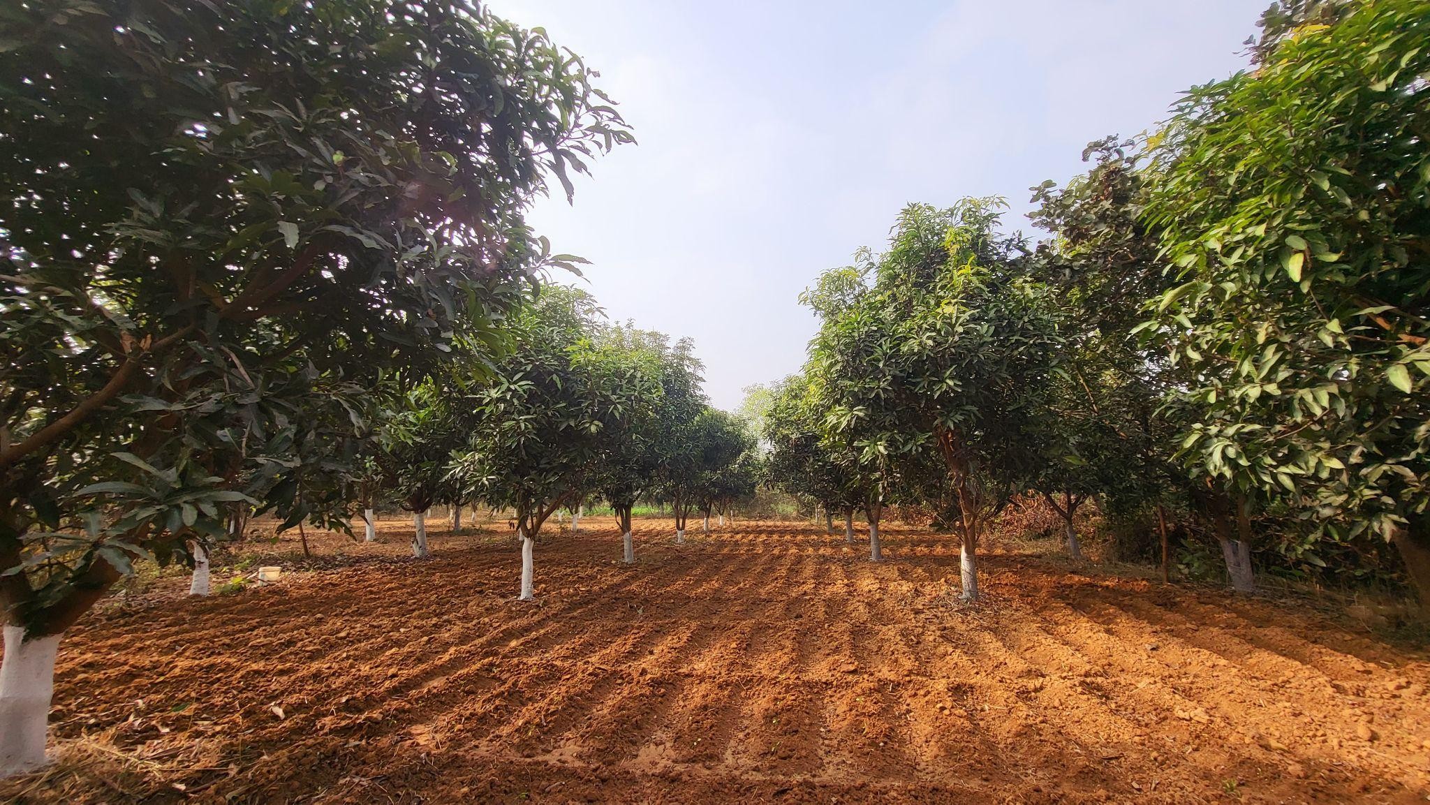 mango-orchard-in-Kundatanr