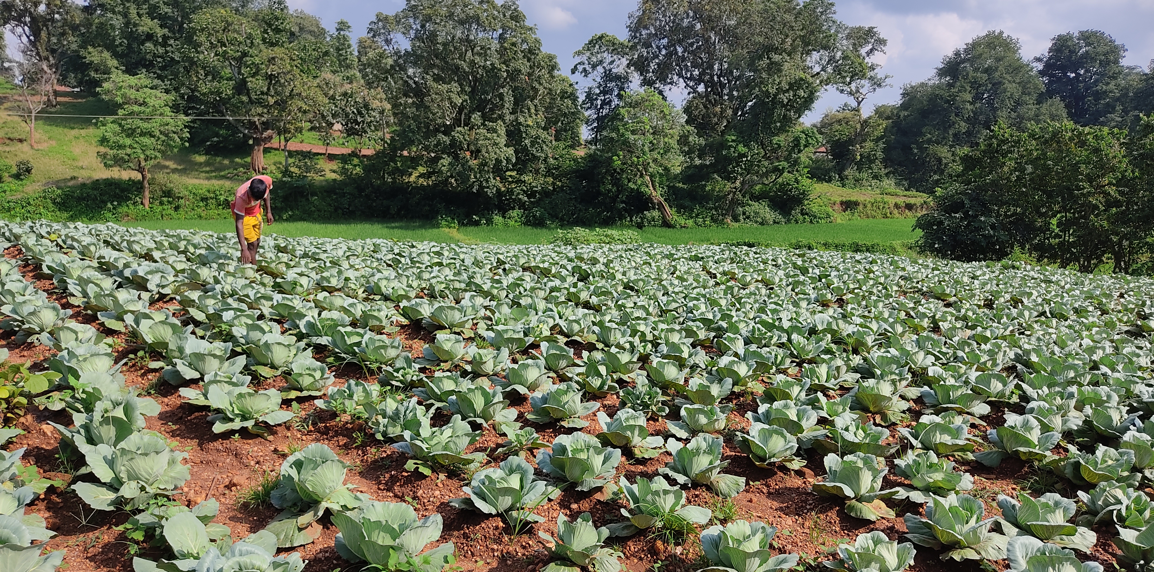 Growing cabbages for higher nutrition and income -  Hatinada village, West Bengal