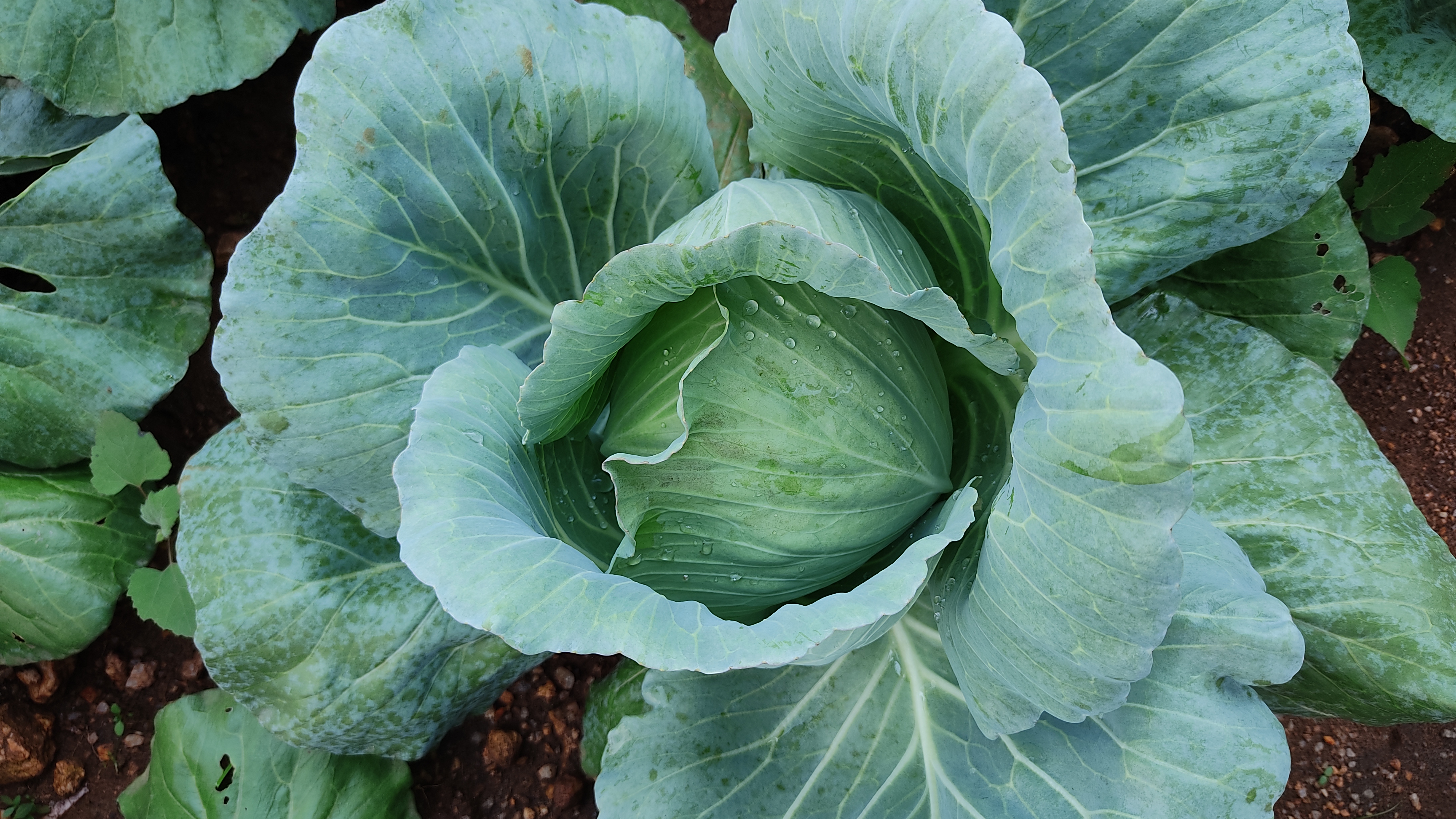 Growing cabbages for higher nutrition and income -  Hatinada village, West Bengal