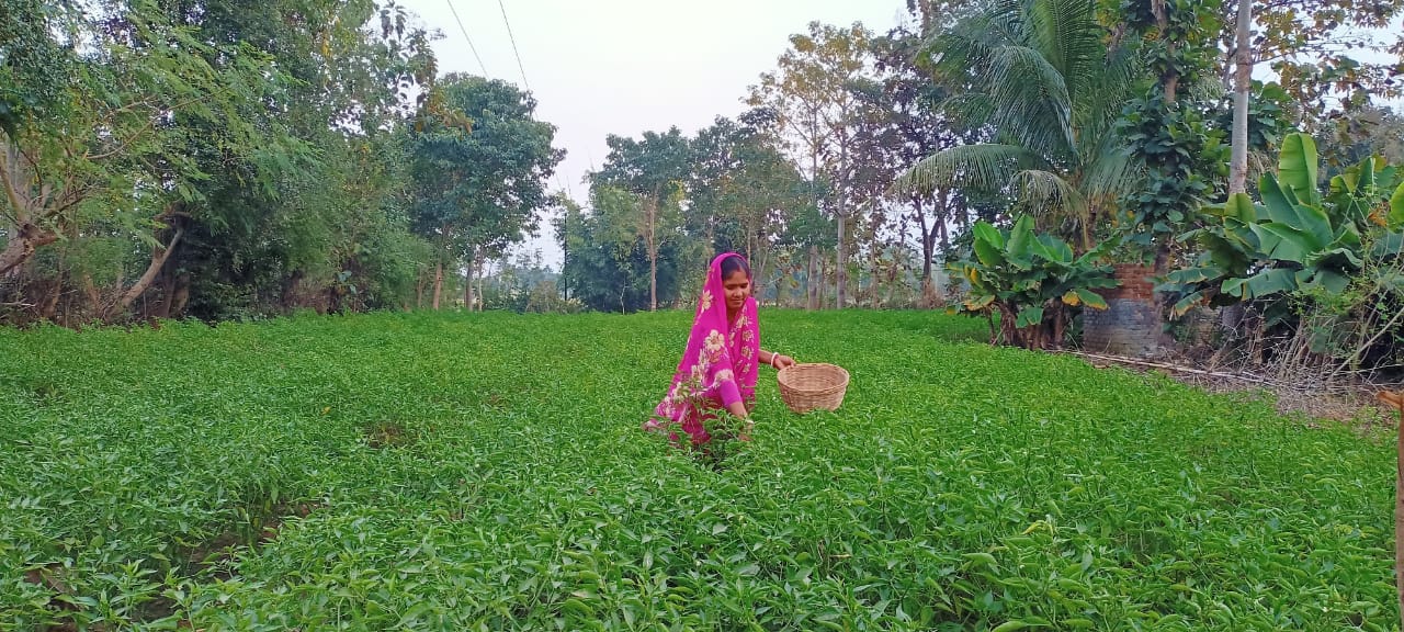 chilli-cultivation