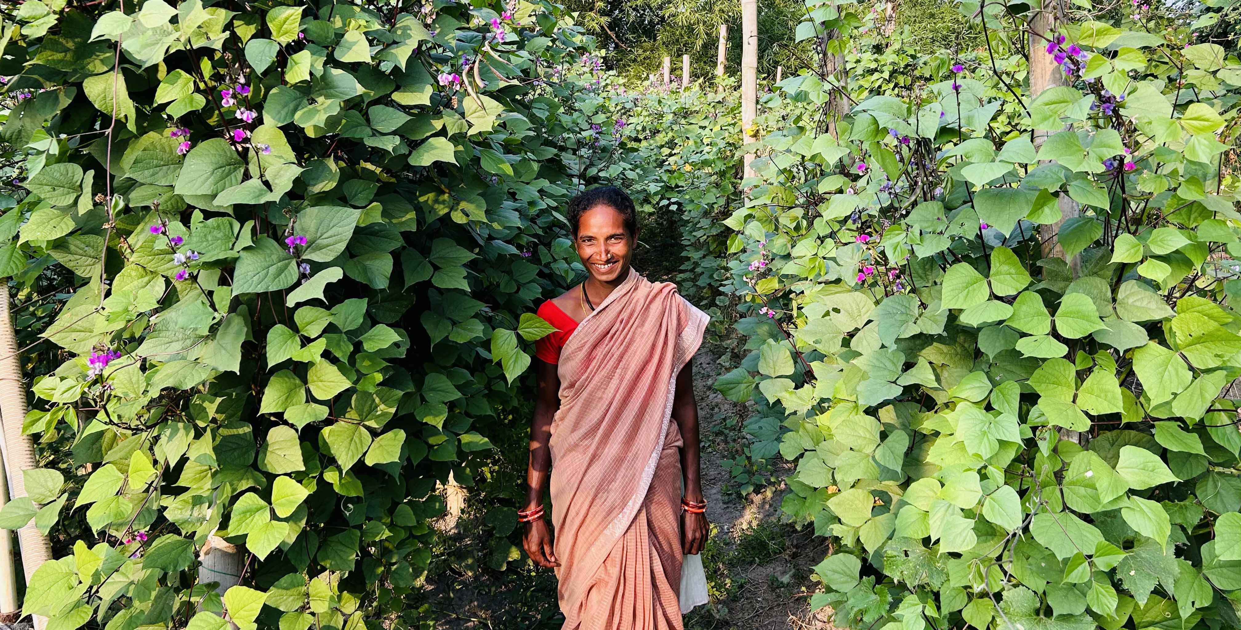 Beans-cultivation-through-trellis