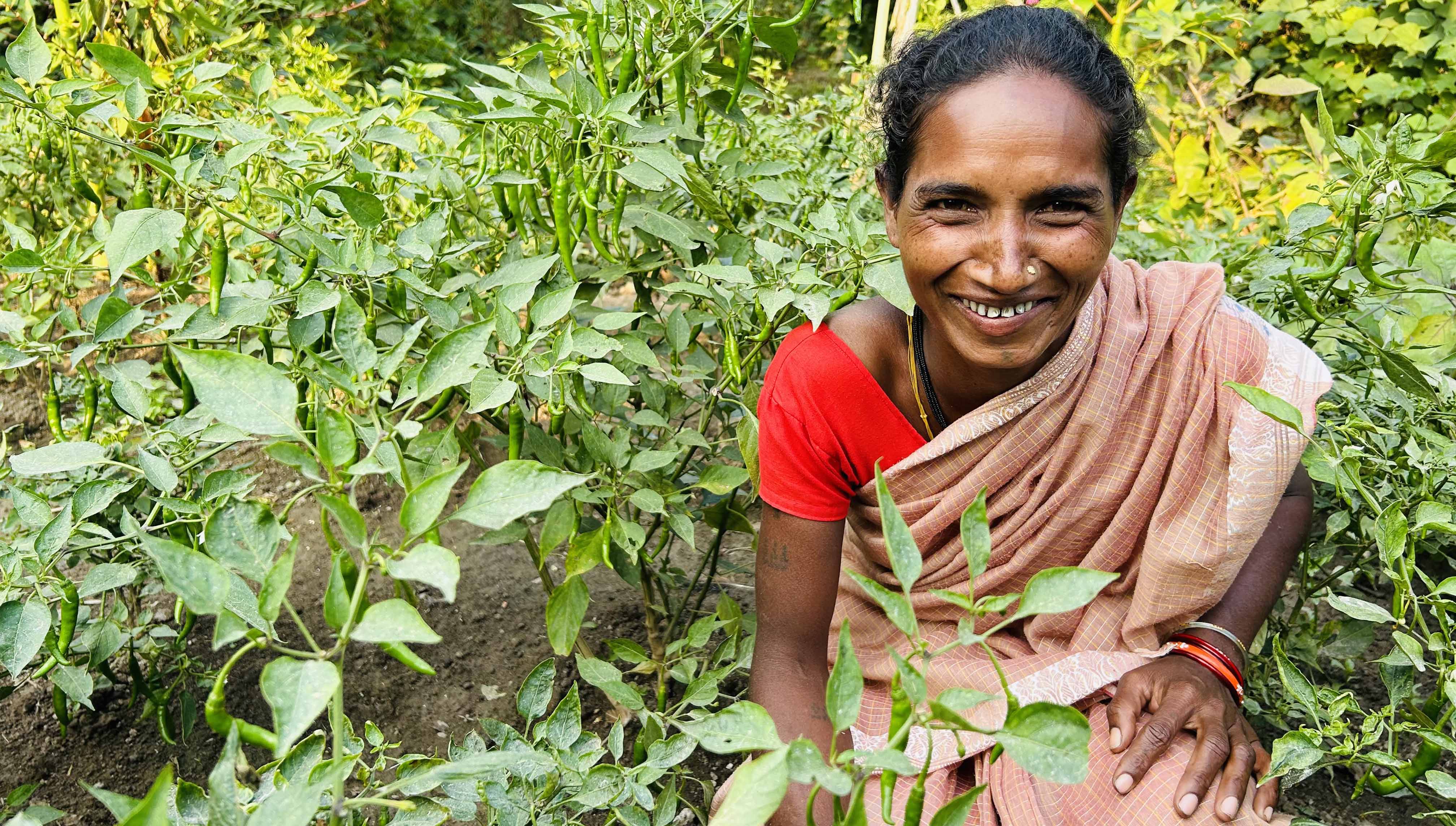 Chilly-Cultivation-in-Homestead-Land