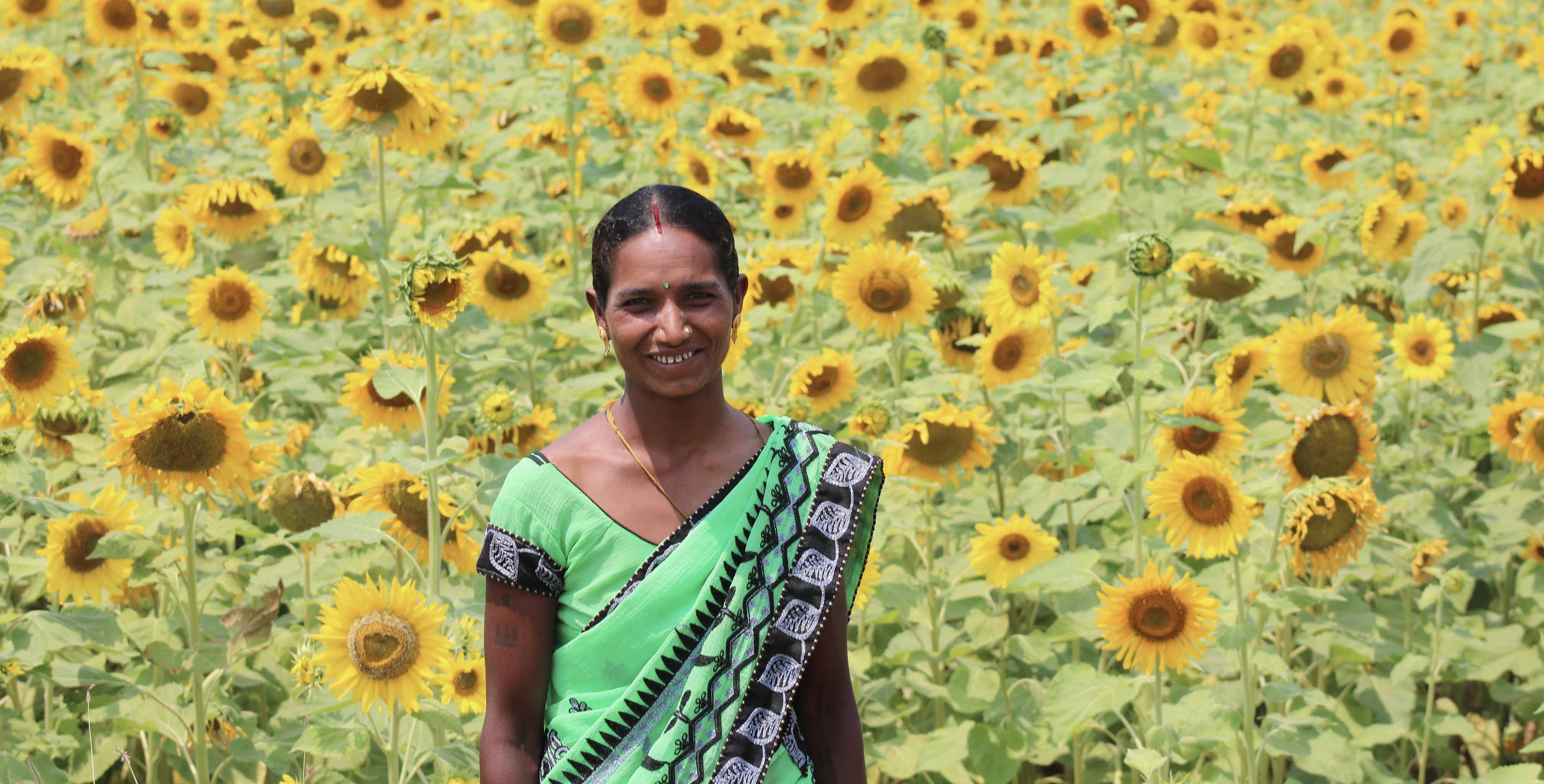 Sunflower-in-Rabi-Season