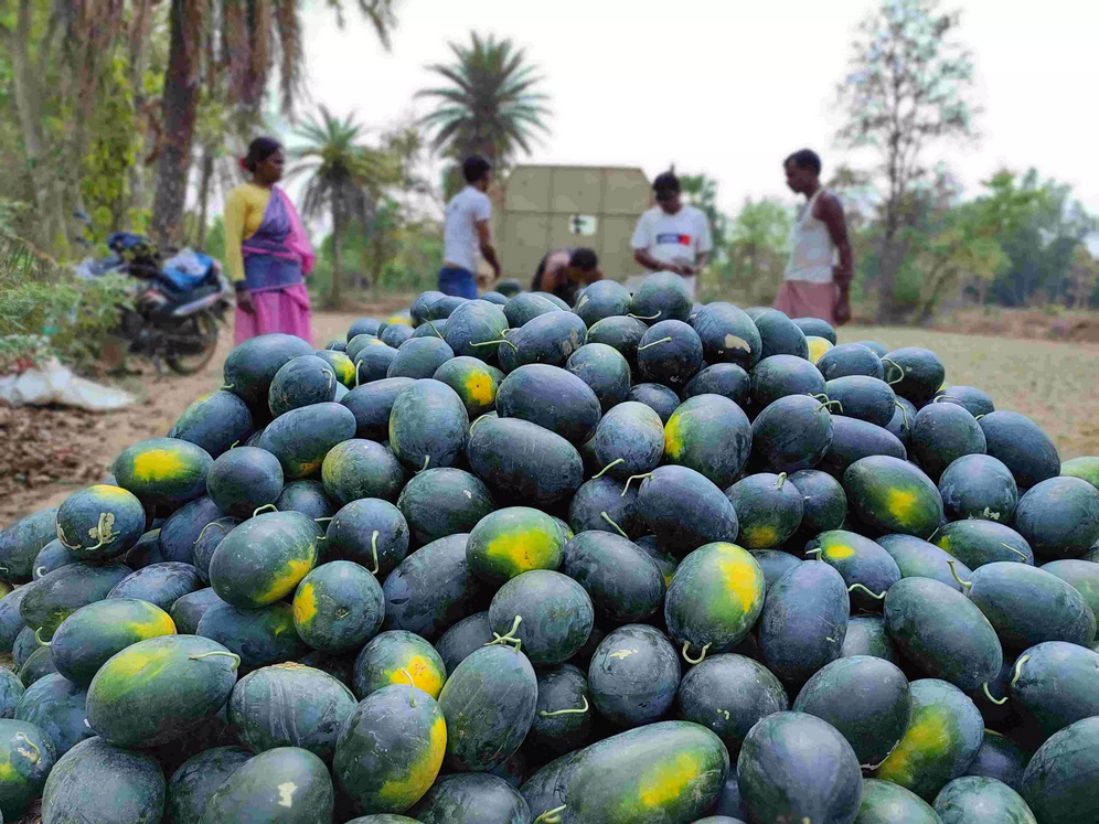 Screenshot 2023-02-27 at 13-48-43 360769-watermelon-farmers-west-bengal-agriculture-pradan-women-livelihood-bakura-1.webp (WEBP Image 4000 × 3000 pixels) — Scaled (24%)