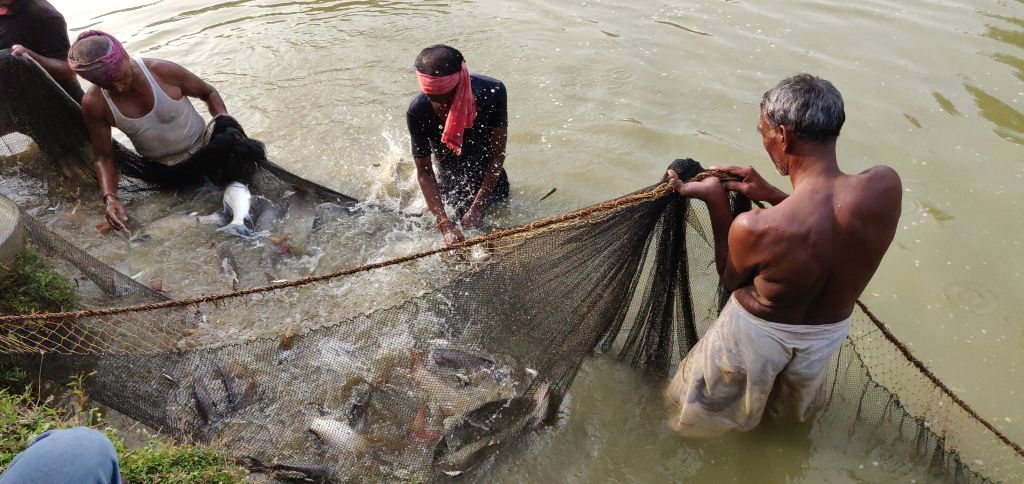 fish_rearing_in_farm_pond_photo_-_ashutosh_nanda